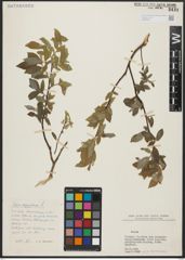 Foto von Salix aegyptiaca L.